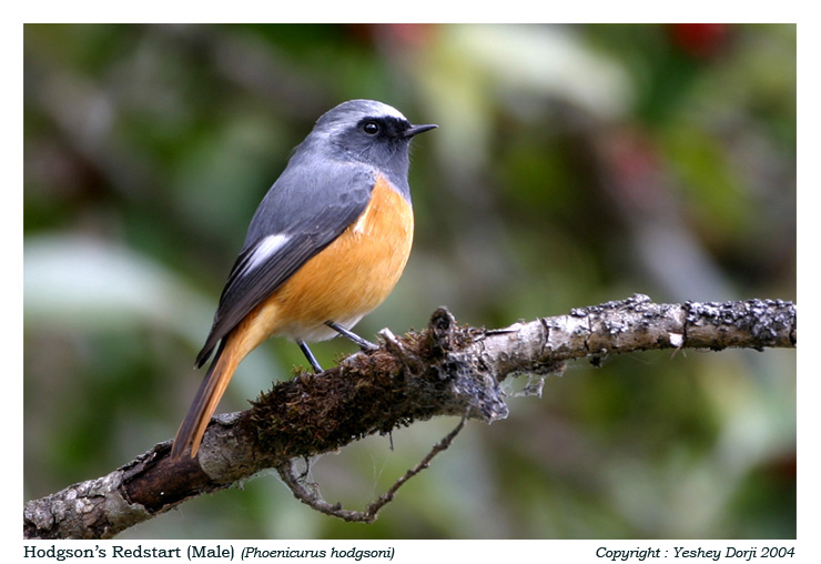 Hodgson's Redstart