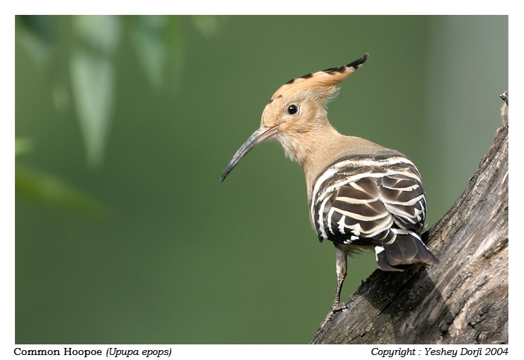 Eurasian Hoopoe