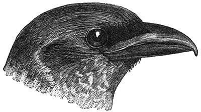 Horsfield's Broadbill