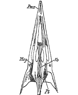 Palate of Gecinus viridis