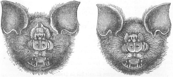 Phyllorhina armigera